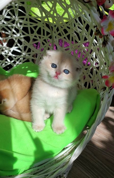 Ручные котята. Котики золотая шиншилла.