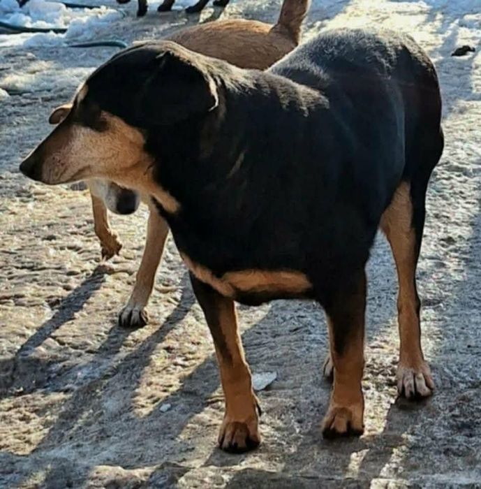 Suczka do adopcji