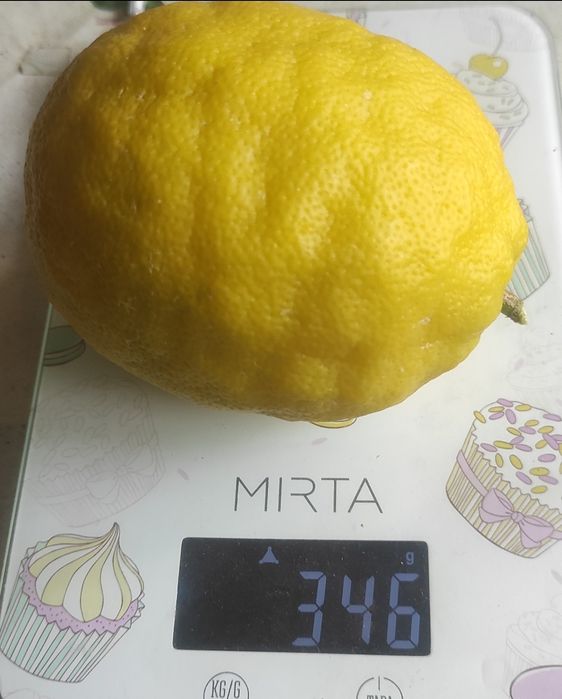 Продам власновкорінені живці плодоносного лимонного дерева