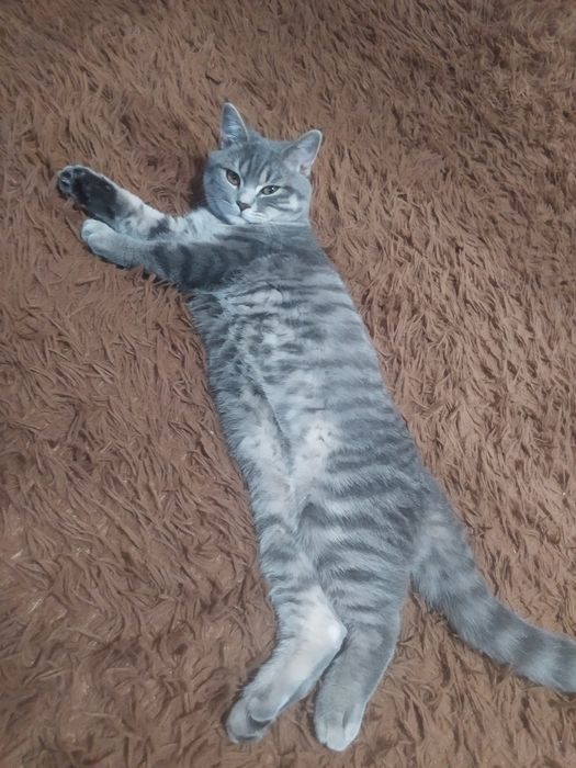 В'язка шотландських котів, шотландський прямовухий кіт