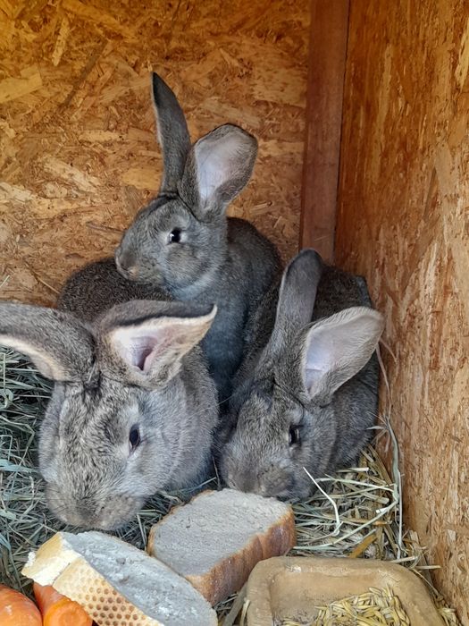 Sprzedam młode belgi