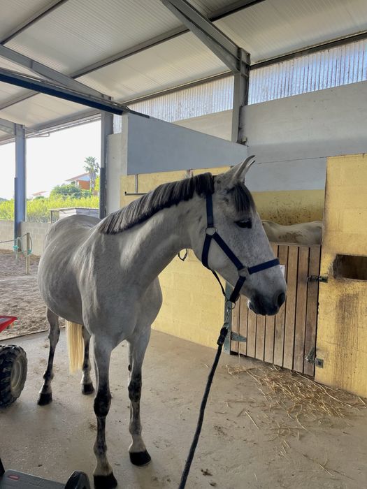 Égua Cruzada Lusitano