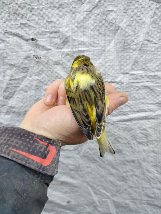 Kanarki 2025 młodzież