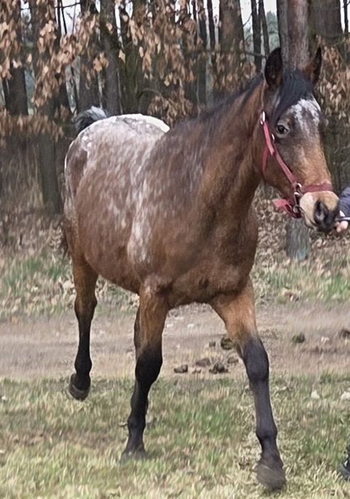 Walach malopolski 2 lata