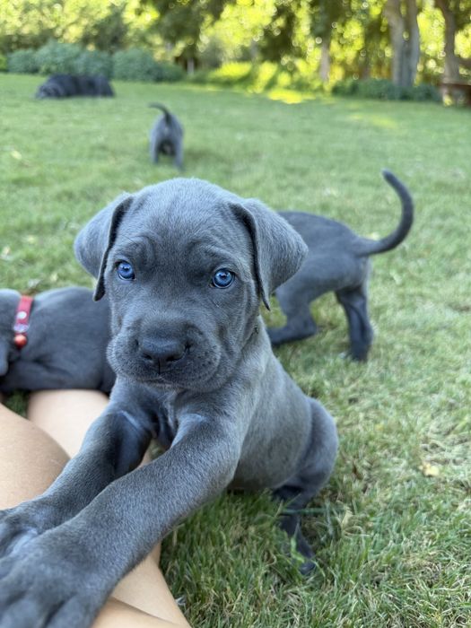Cane Corso Italiano - Macho Cinzento
