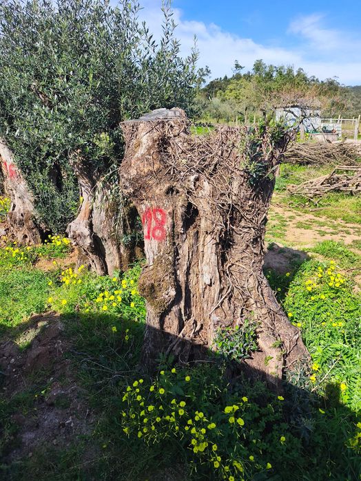 Oliveiras Bicentenárias e Tricentenárias para venda