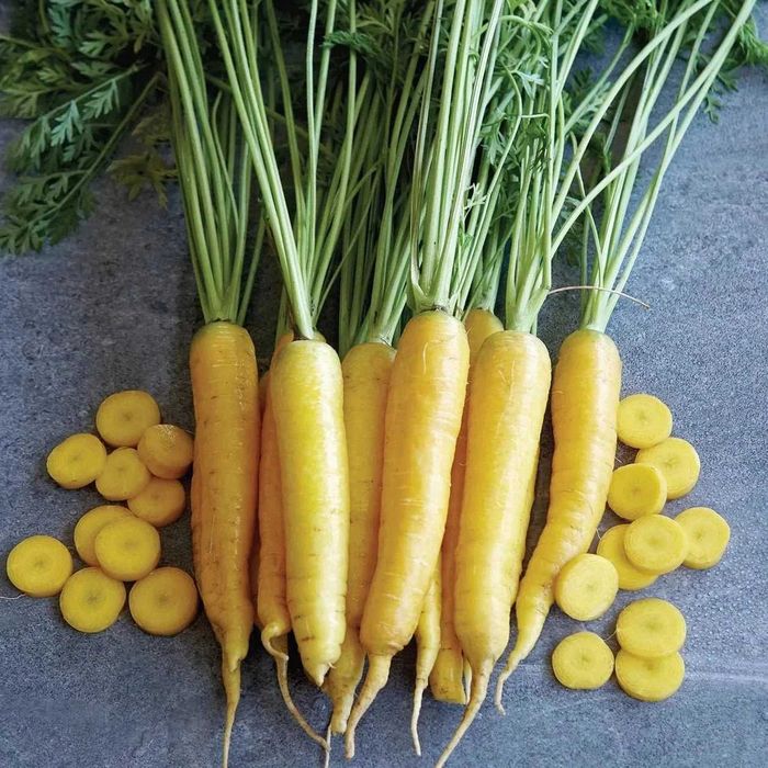50 sementes de Cenoura Amarela - Daucus carota