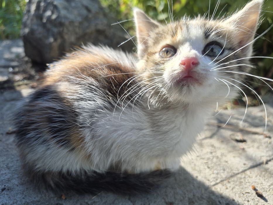 Котики безоплатно