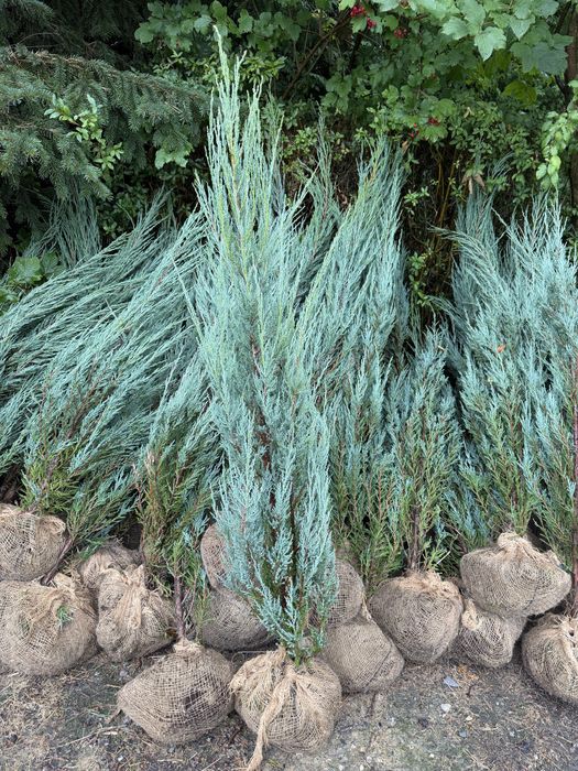 Jalowiec Skyrocket Juniperus scopulorum