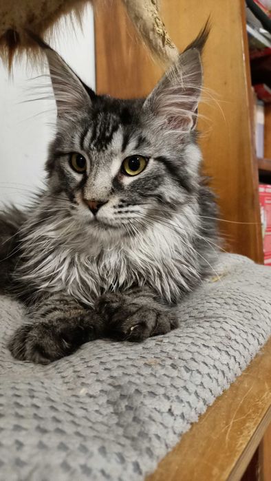 Larson cudowny kocurek polidaktyl