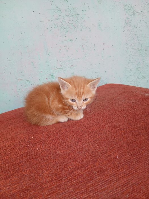 Отдам котят в добрые руки