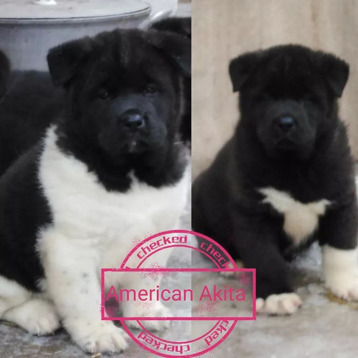 Акітосики з питомника