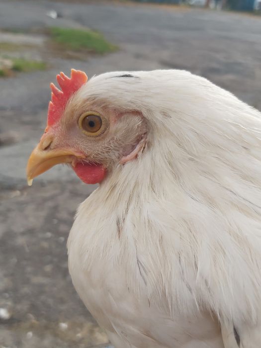 Курочки яєчного кросу Ломан Сенді