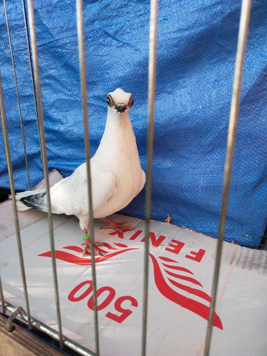 Szek Polski- winerek