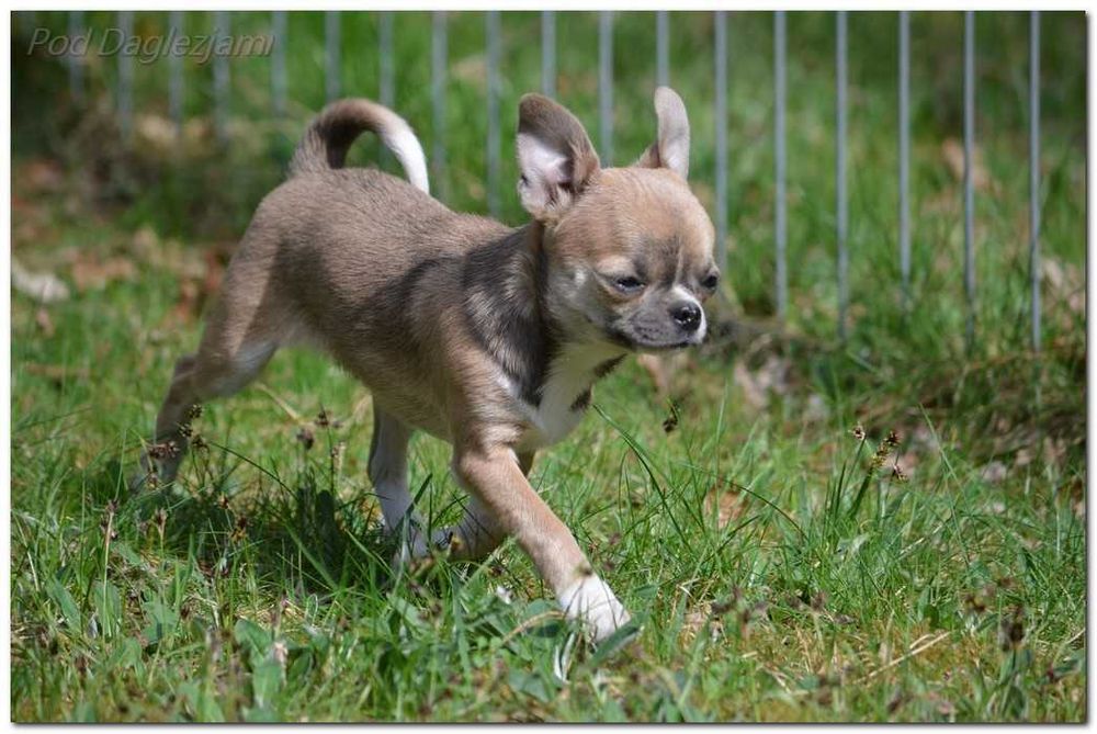 Chihuahua mini piesek