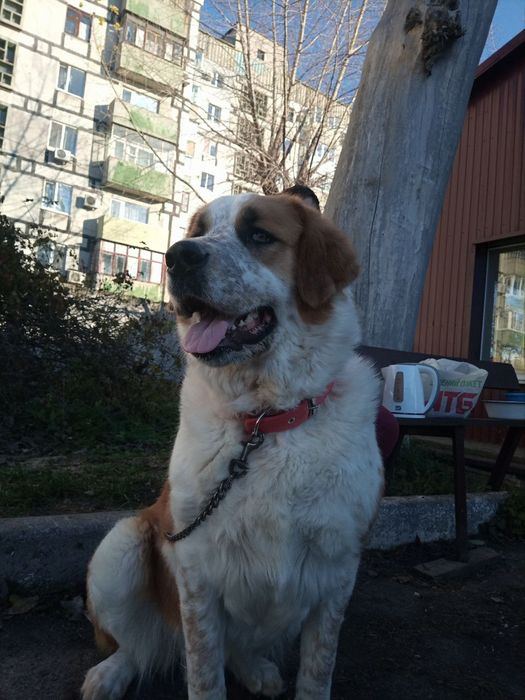 Отдам собачку в хорошие руки