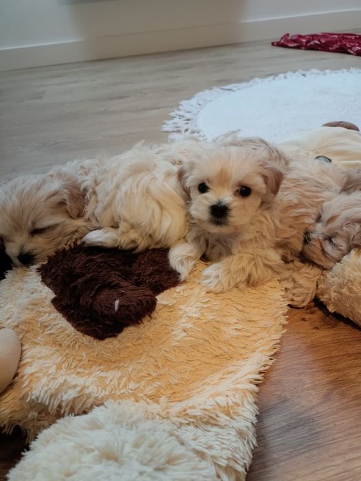 Maltipoo szczeniak mini