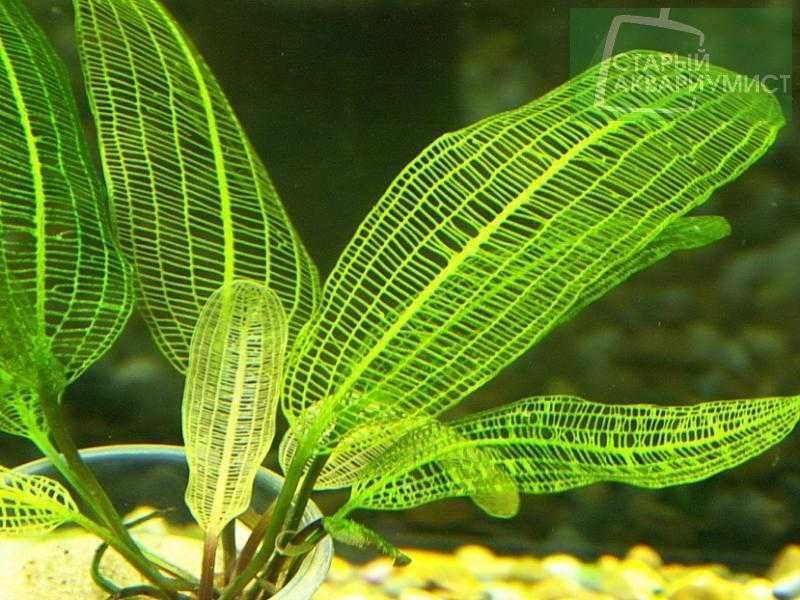 Aponogeton Madagascariensis