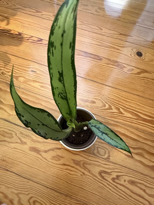 Aglaonema cutlass
