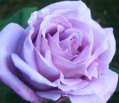 Roseira da rosa azul - PLANTA VIVA FLORES