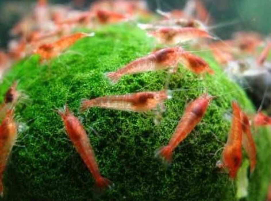 Camarão Red Cherry Aquário