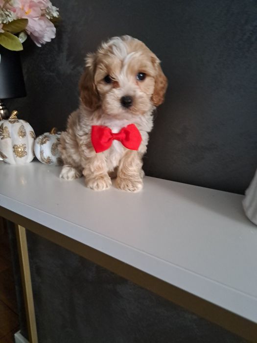 Maltipoo urocza dziewczynka