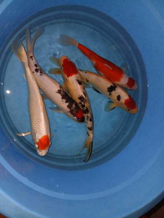 Carpas koi tancho  selecção  premium