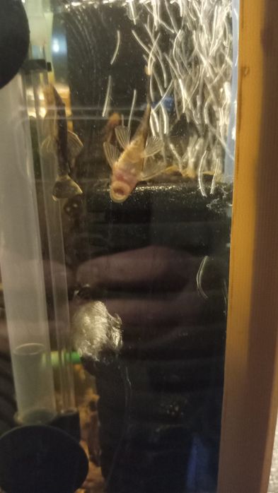 Продам  сомов Анцитрусов как на фото