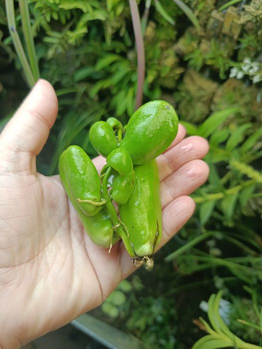 Дисхідія Dischidia major