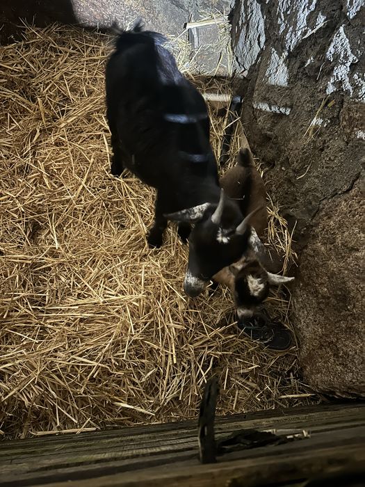 Cabras anas - femeas e filhos