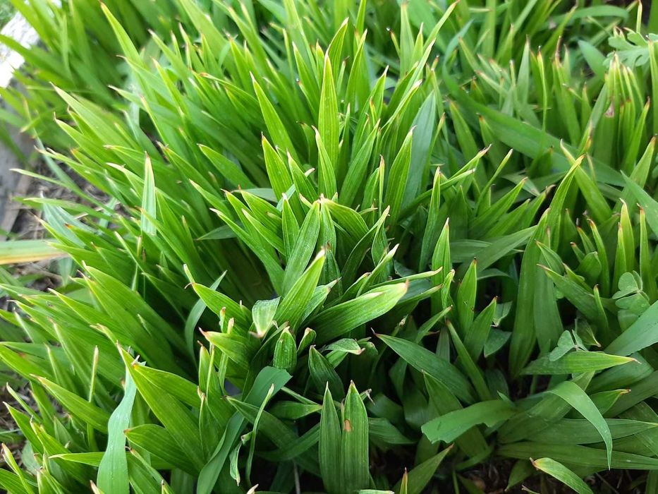 10 Plantas Palmeiras Washington Robusta, oferta dos portes