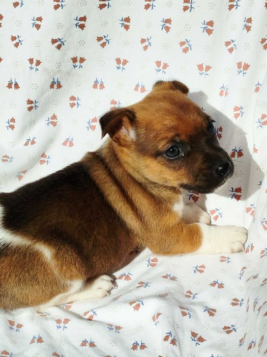Jack Russell terrier pies tel.-575302039