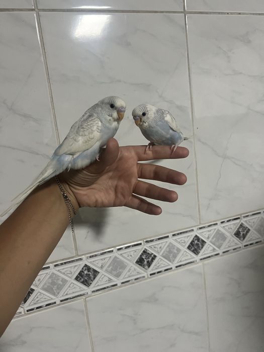Periquitos domesticados