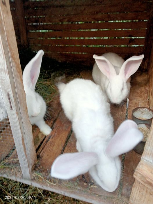 Кролі  і мододняк