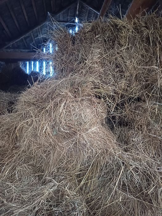 Sprzedam siano w kostkach z 2025 roku
