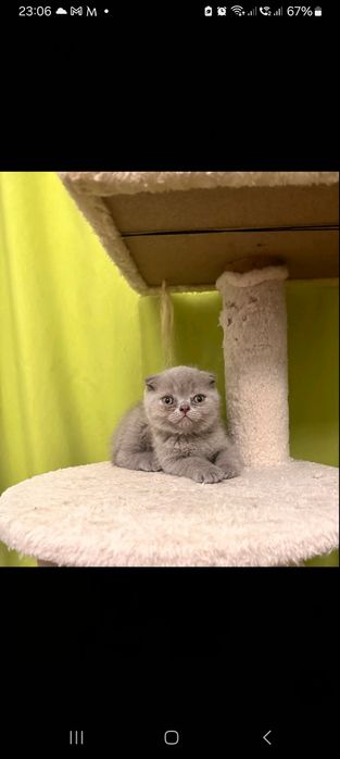 Scottish fold menina