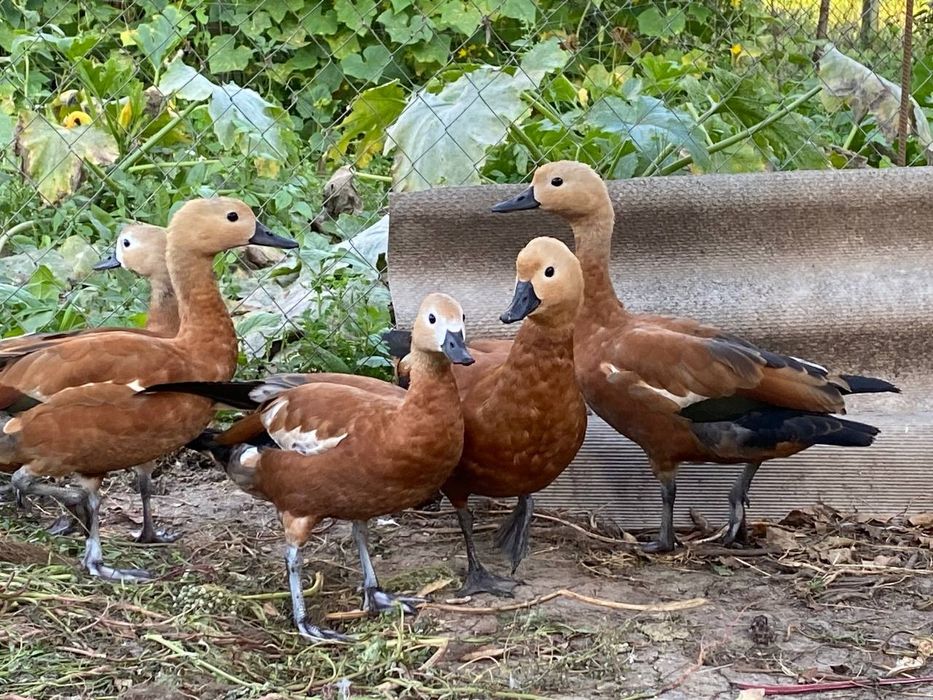 Червона качка мулард 2025