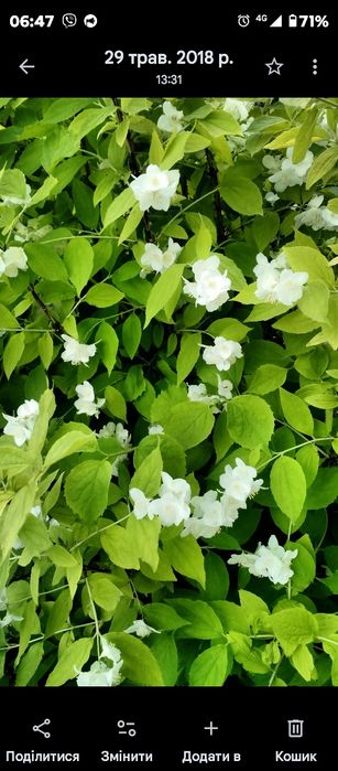 Рослини з мого саду недорого