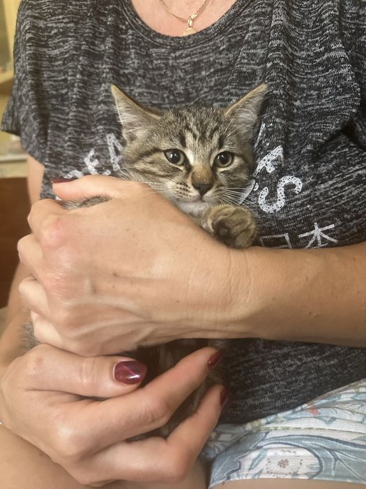 Віддається киця (дівчинка) 2 місяці в добрі руки