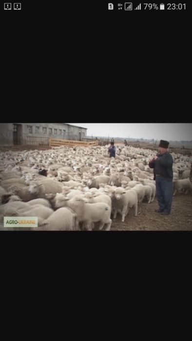 Продам овец(баранину)