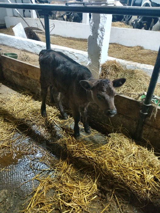 Продам теличку полукровку джерсея