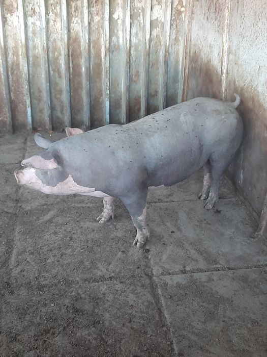 Продам свиней живою вагою.