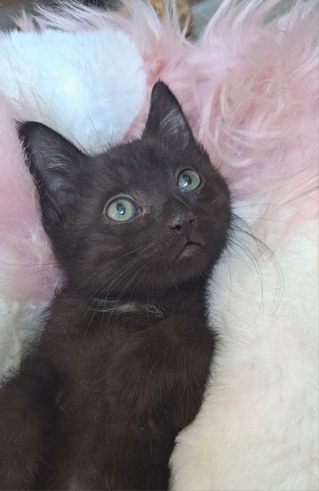 Неймовірні малюки 2 міс маленькі