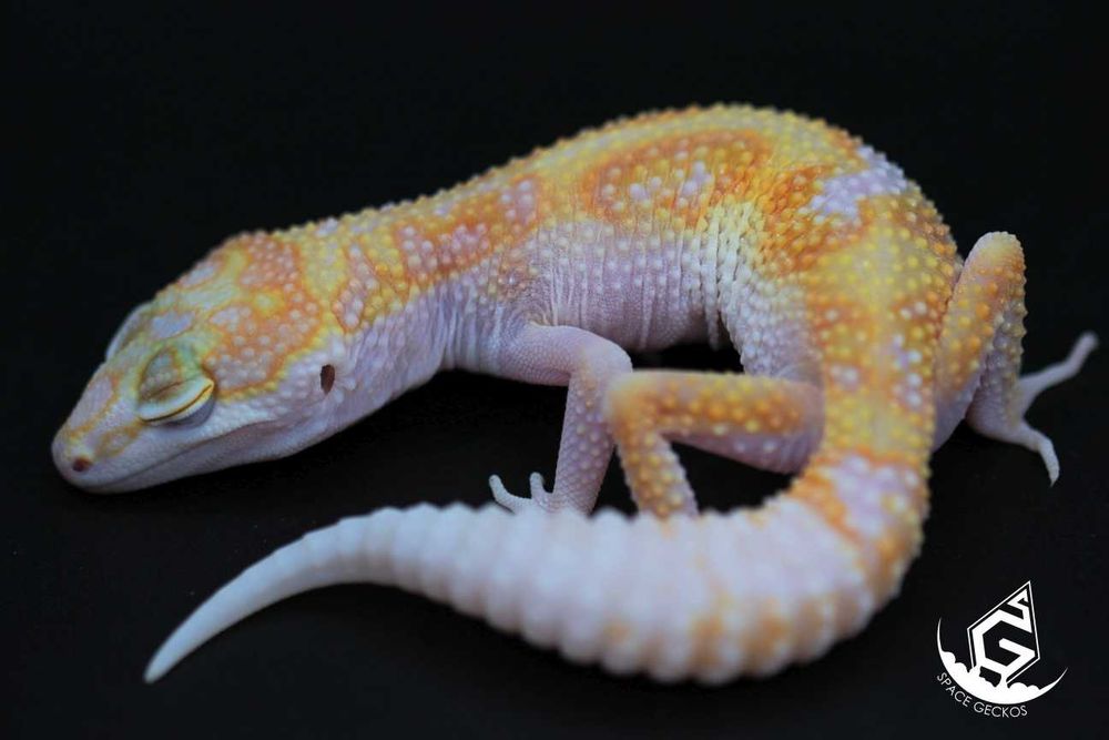 Space Geckos - Gekon lamparci White&Yellow / Tangerine / High Contrast