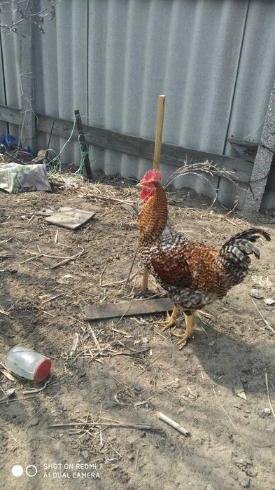 Меняю крупы любые (гречка, пшено, рис.,мука и так дале)на домашнии яца