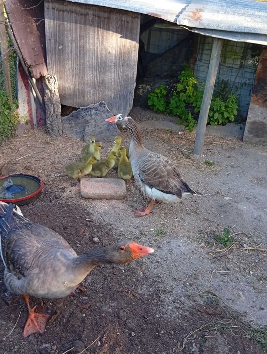 Gansos para venda ; óptimos guardas - criados ao campo