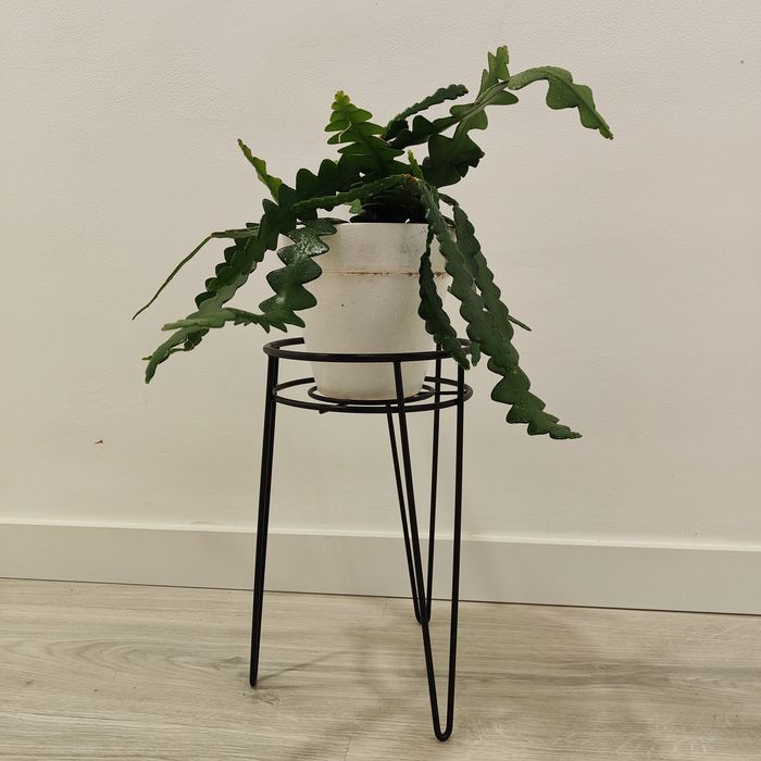 Zig zag cactus // planta interior