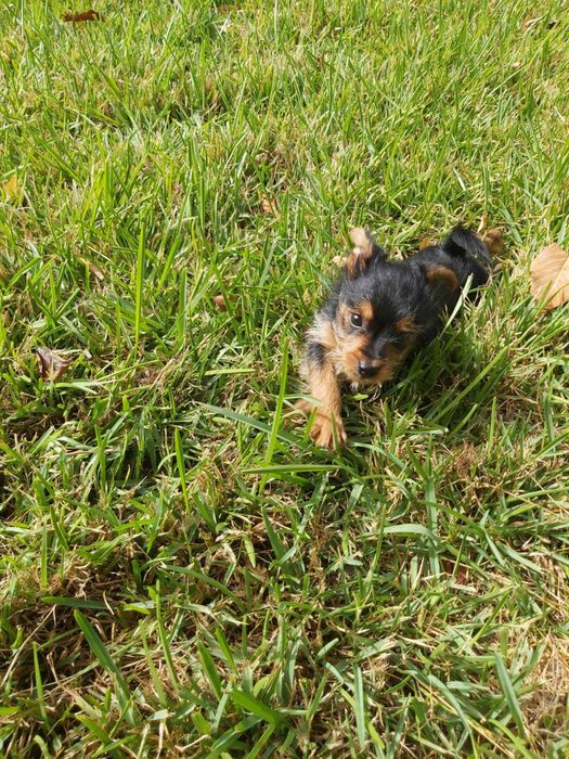 Yorkshire terrier macho