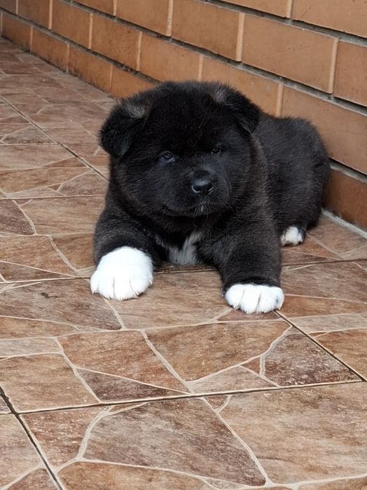 Акитосики с документами КСУ. Мальчики и девочки