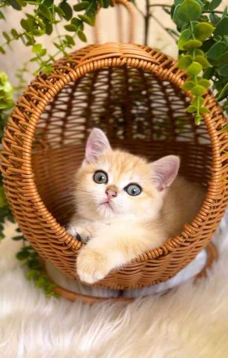 Прямовухий хлопчик золота шиншила